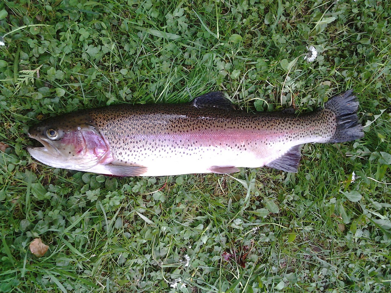 rainbow trout trout fish free photo