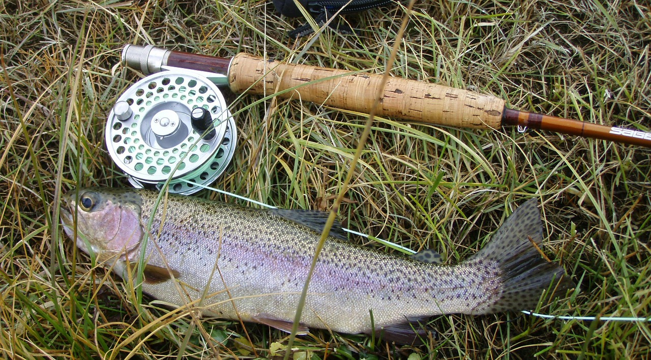rainbow trout fish fresh free photo