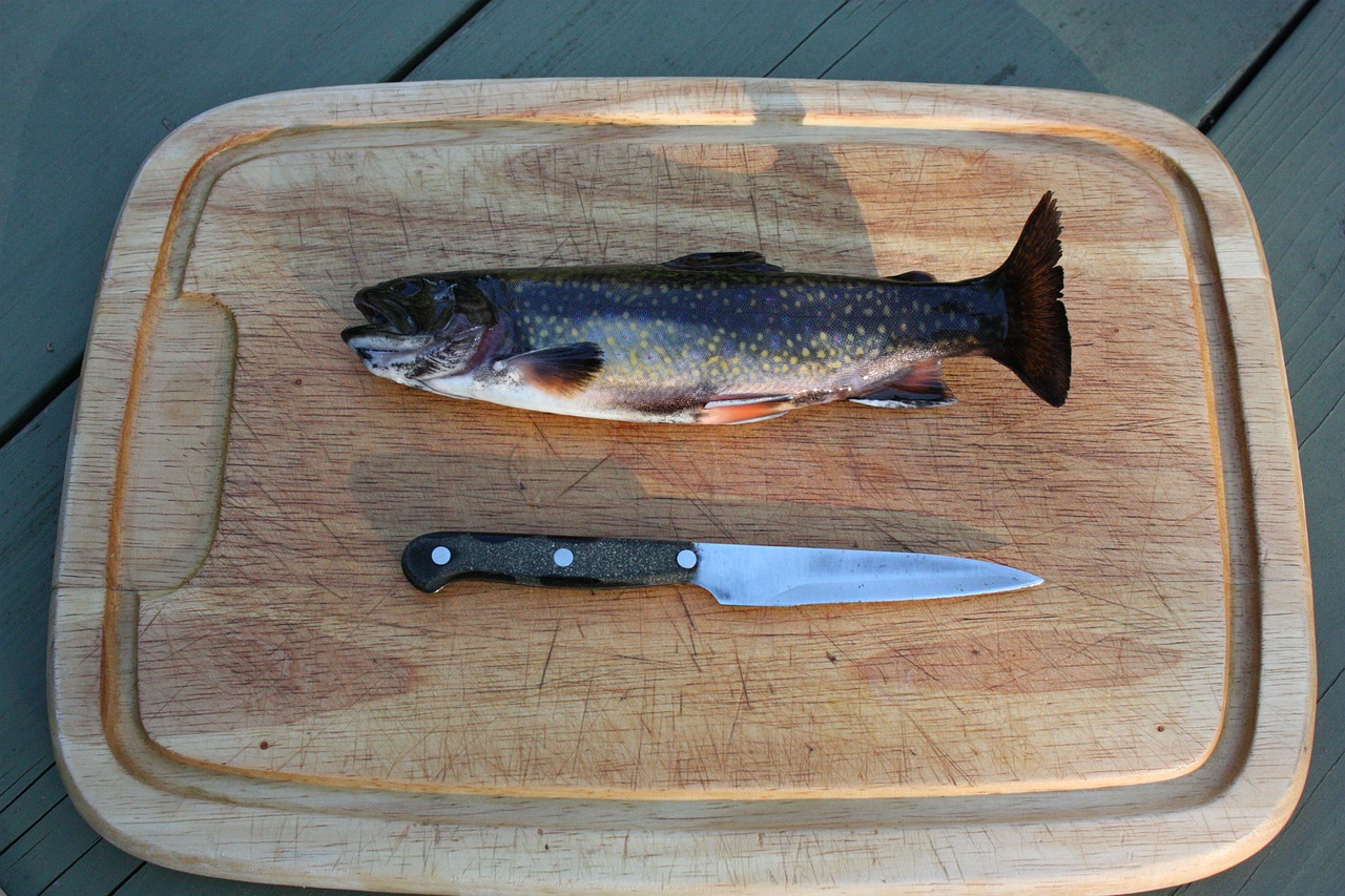 rainbow trout fishing trout free photo