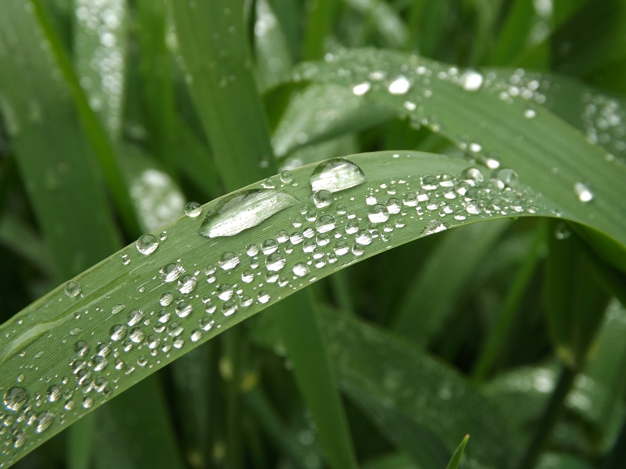 raindrop grass drip free photo