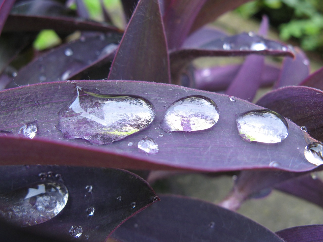 raindrop purple leaf magnifying effect free photo