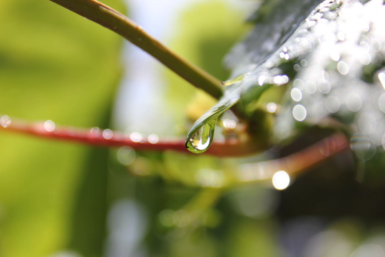 raindrop leaf plant free photo