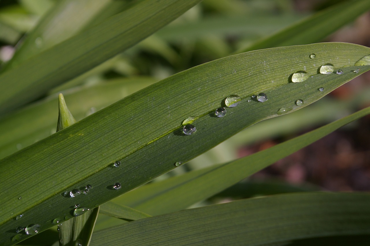 raindrop garden close free photo