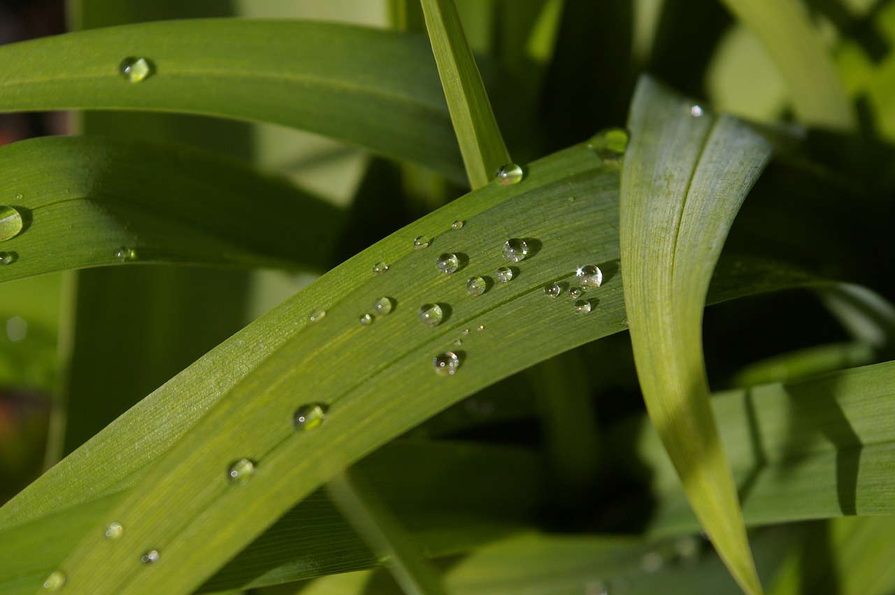 raindrop garden close free photo