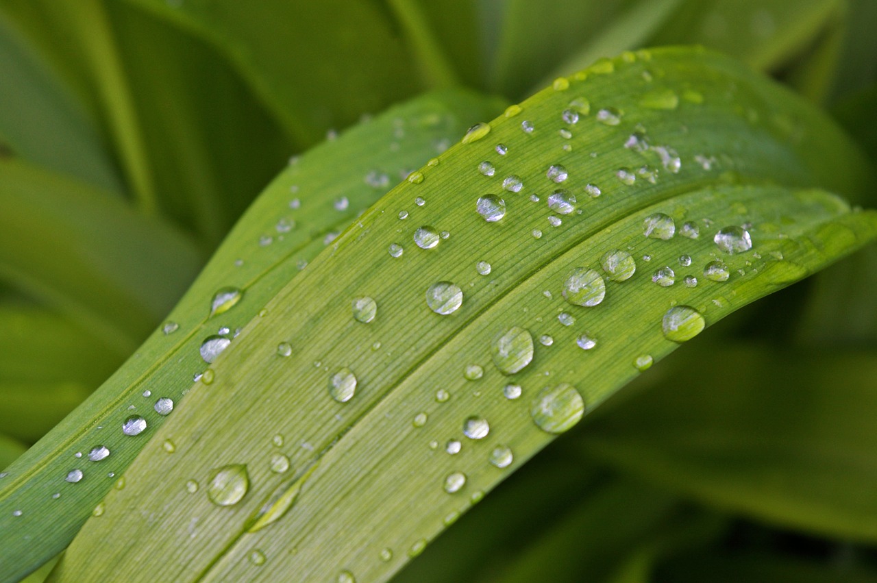 raindrop garden close free photo