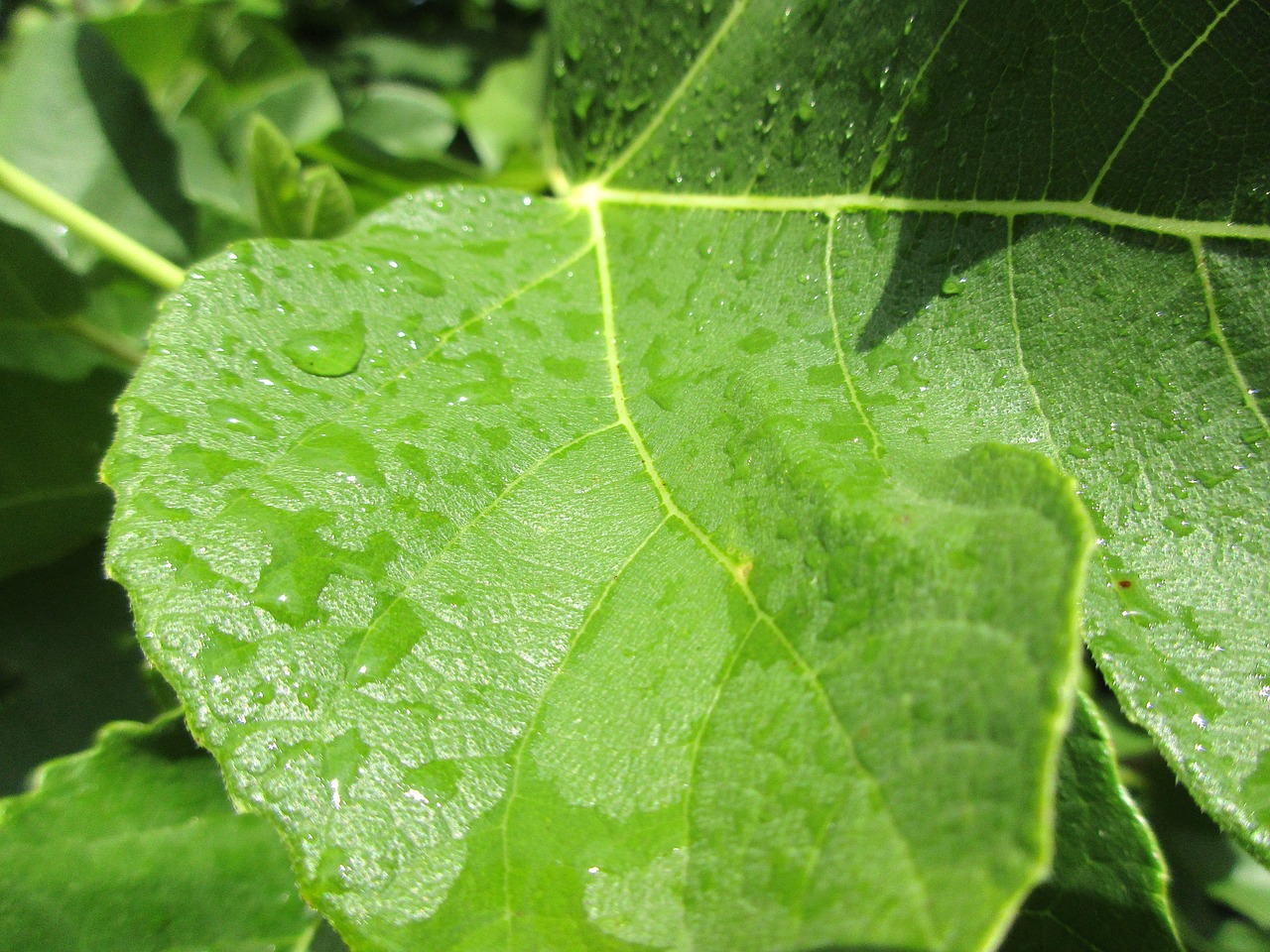 raindrop after the rain green leaf free photo