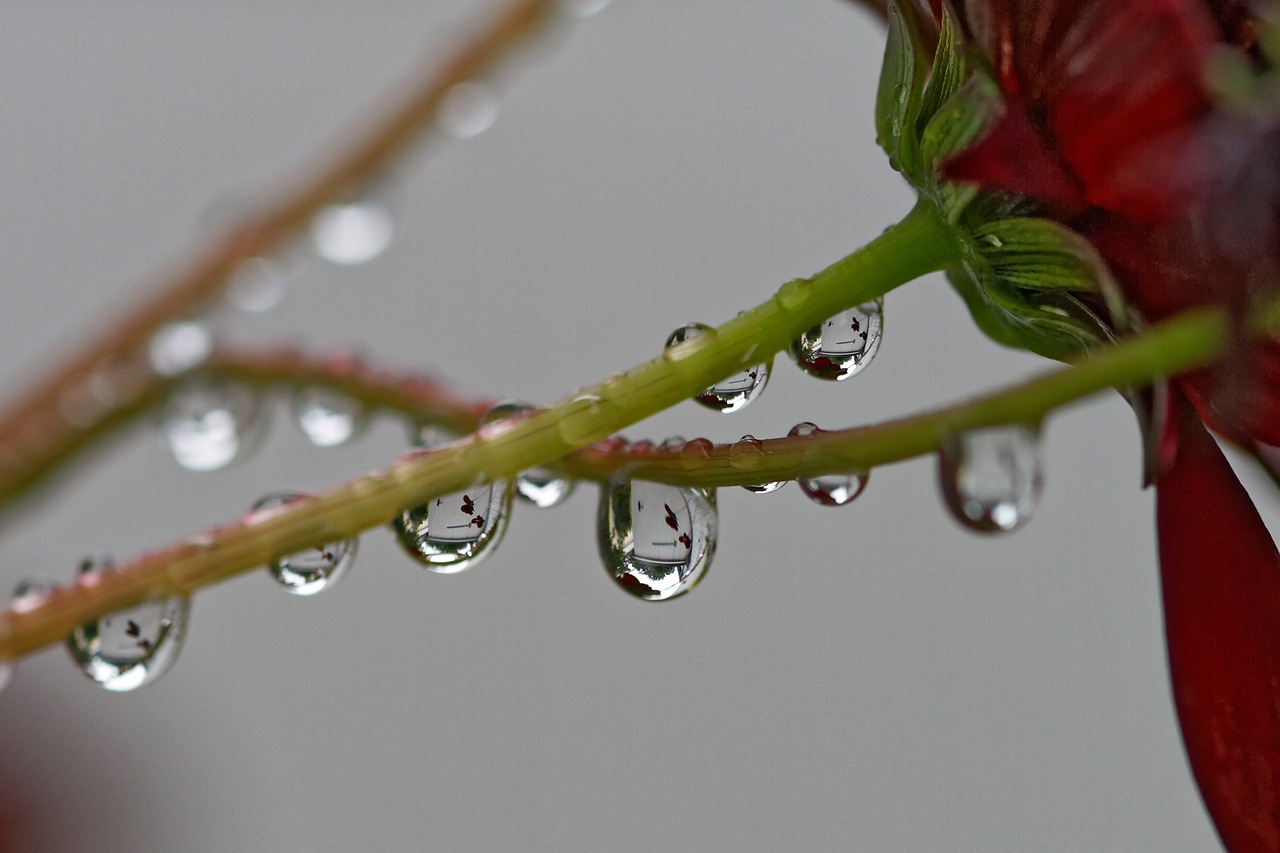 raindrop flower stalk free photo