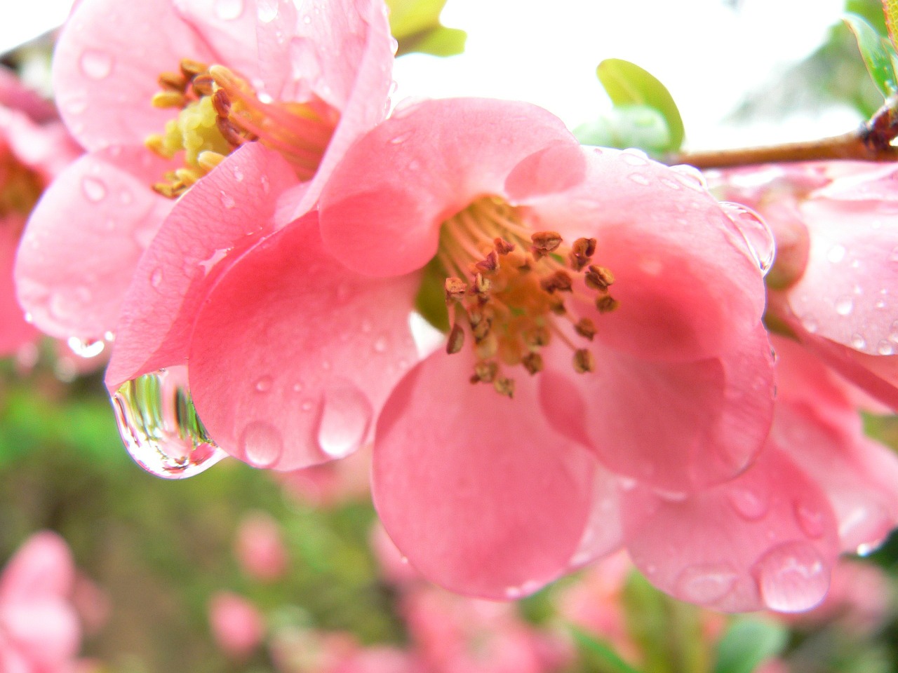 raindrop flower pink raindrops free photo