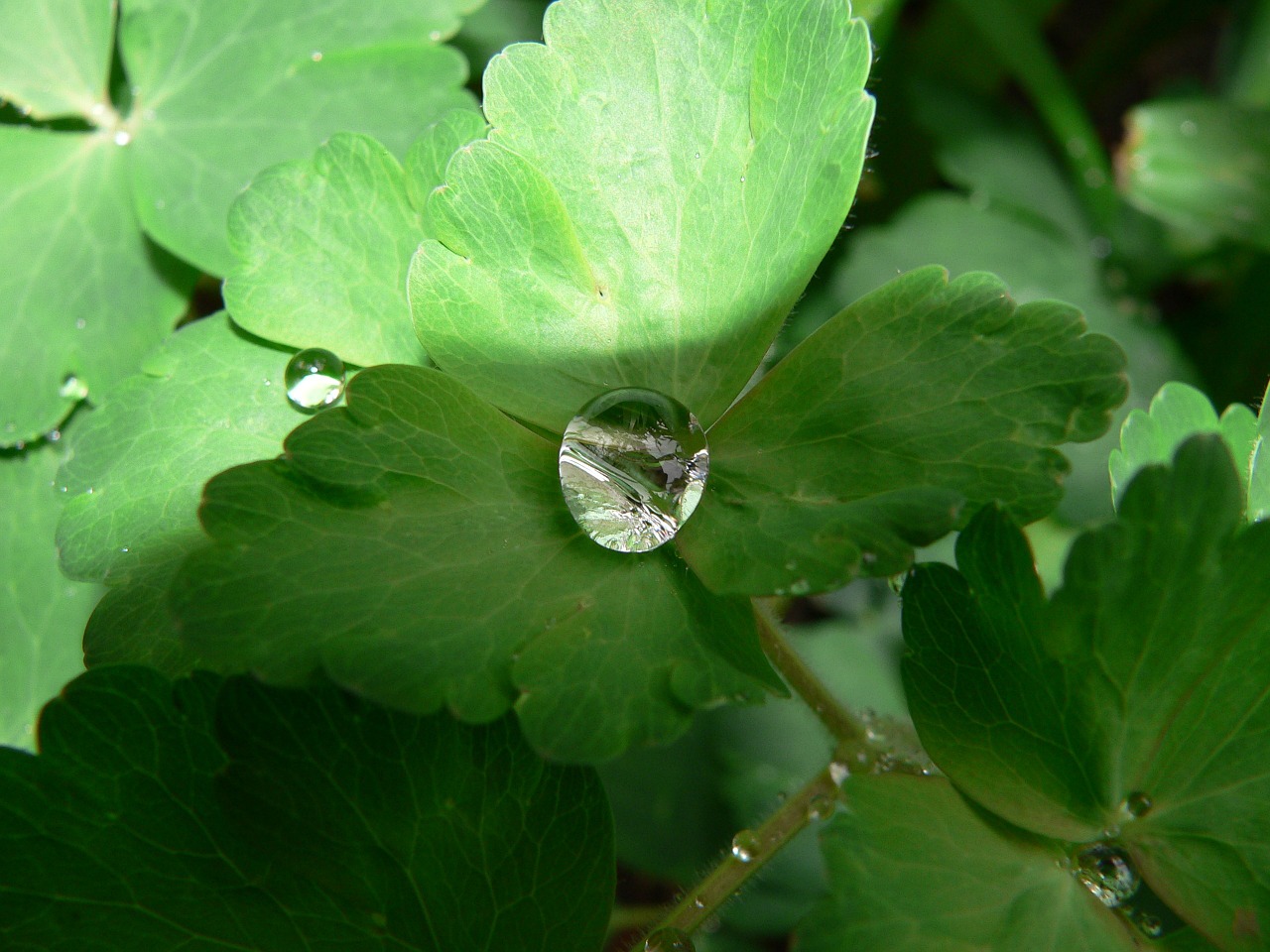 raindrop after the rain green leaf free photo