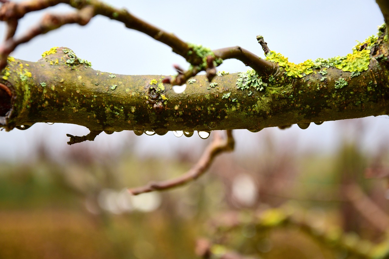 raindrop branch droplets free photo