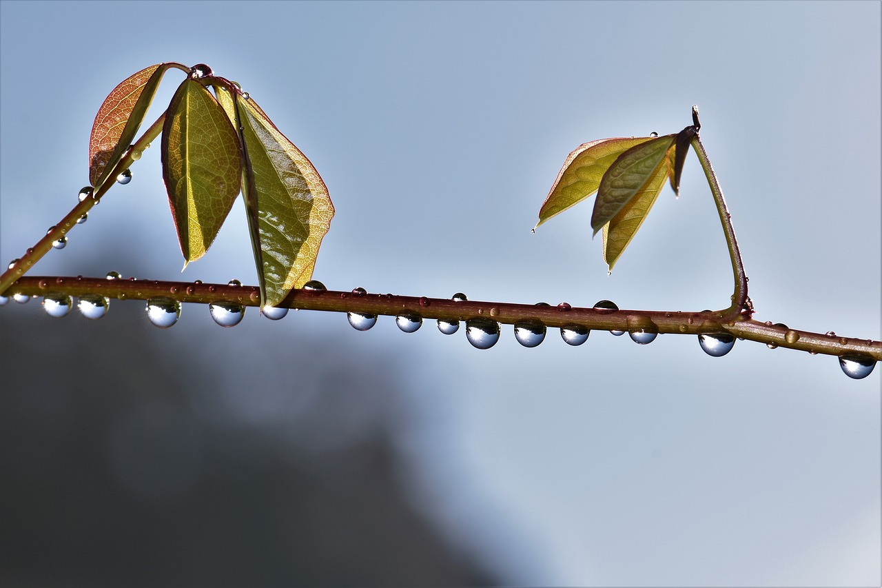 raindrop dewdrop drop of water free photo