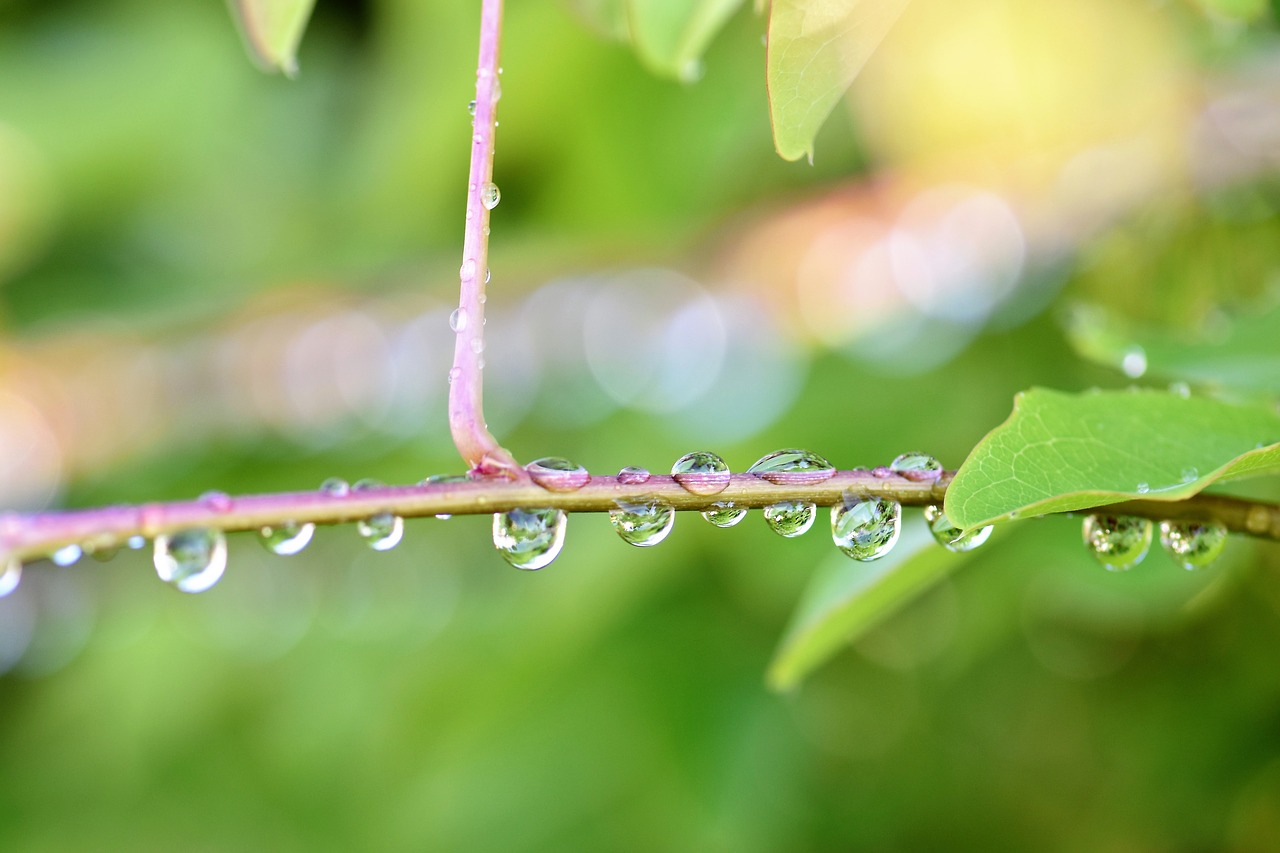 raindrop nature green free photo