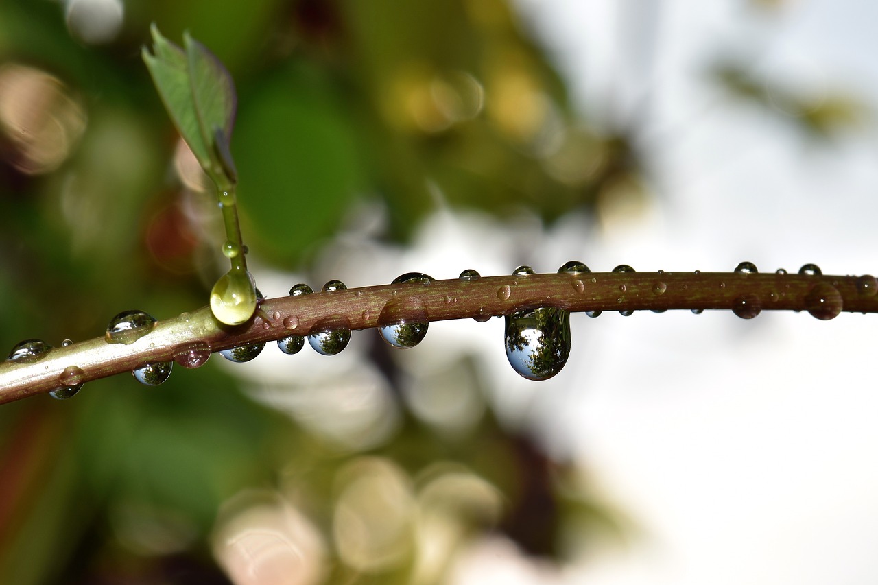 raindrop nature green free photo