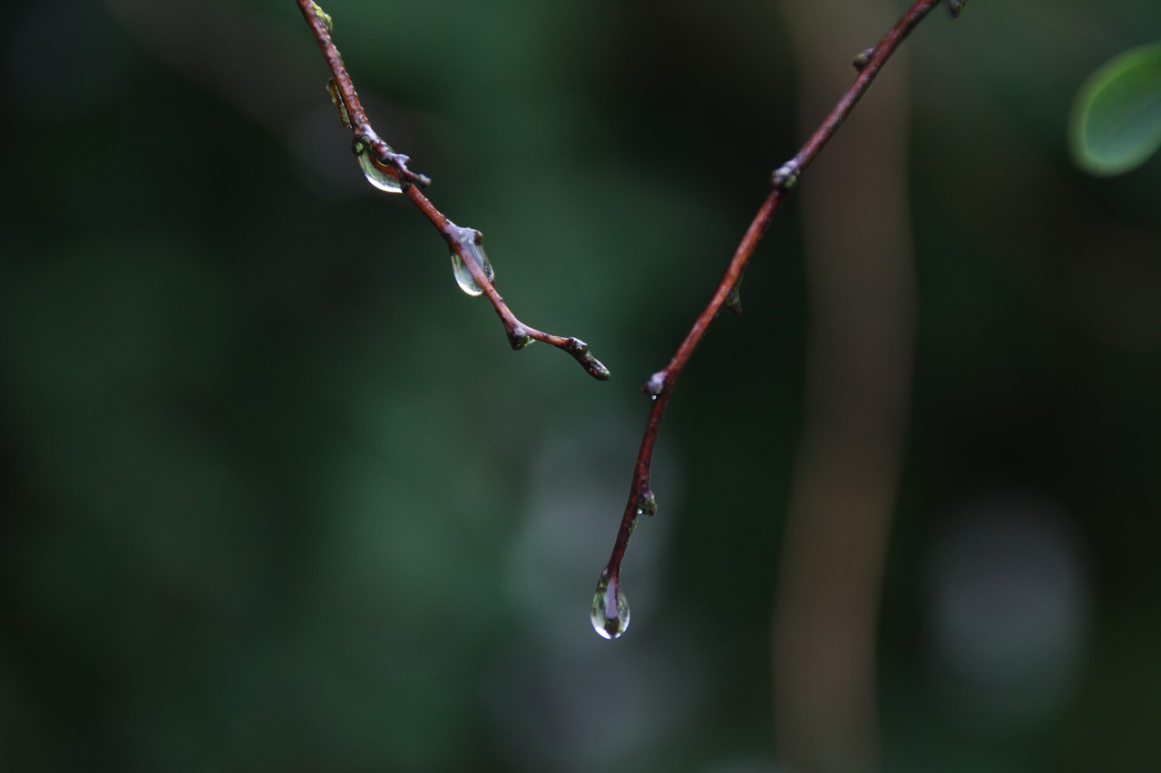 raindrop dew aesthetic free photo