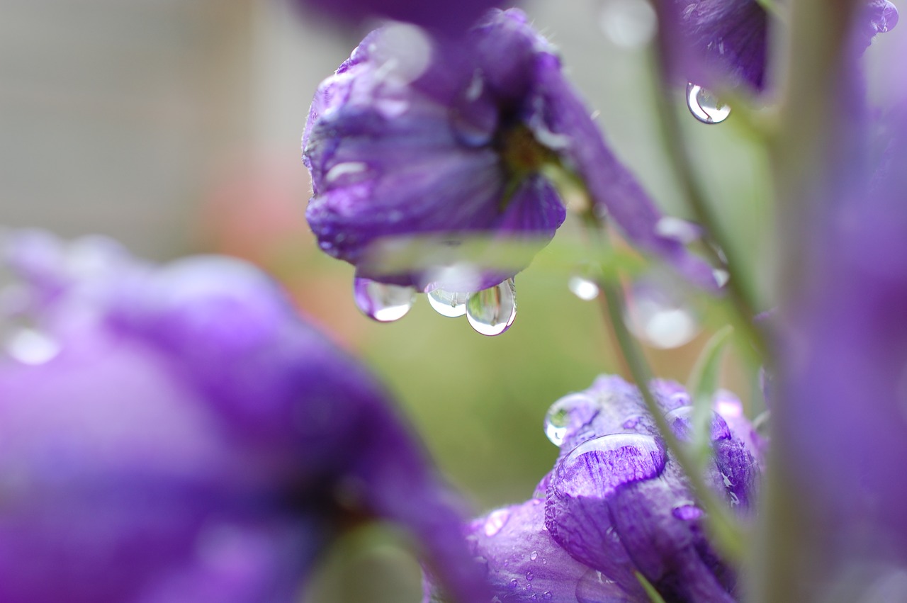 raindrop blossom bloom free photo