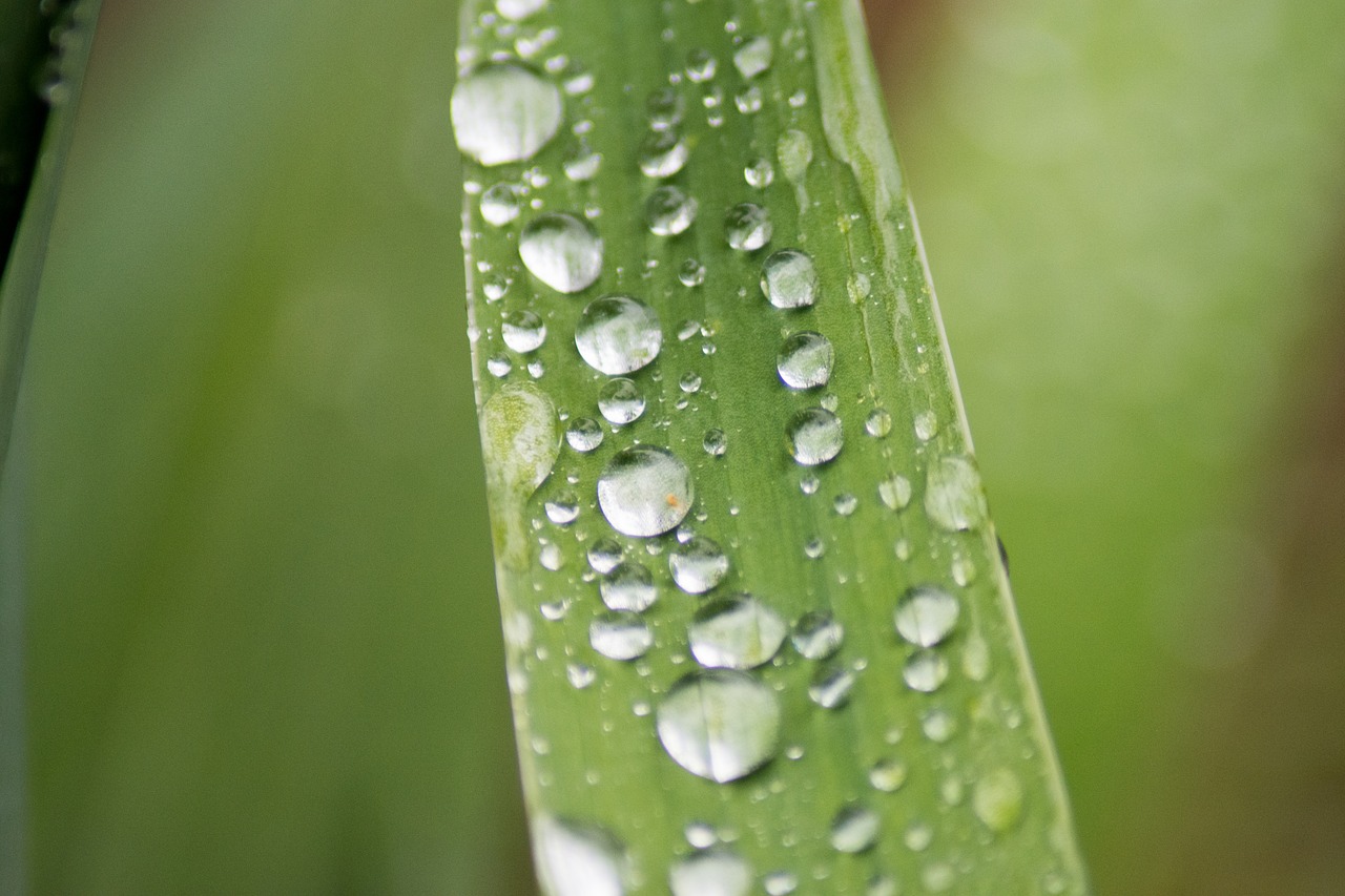 raindrop macro green free photo