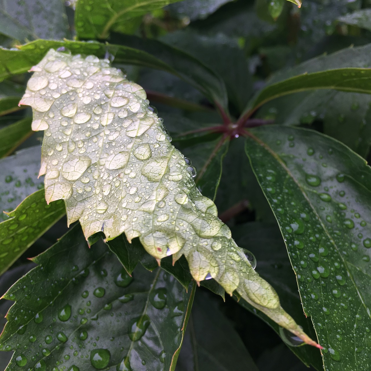 raindrop leaf rainy day free photo