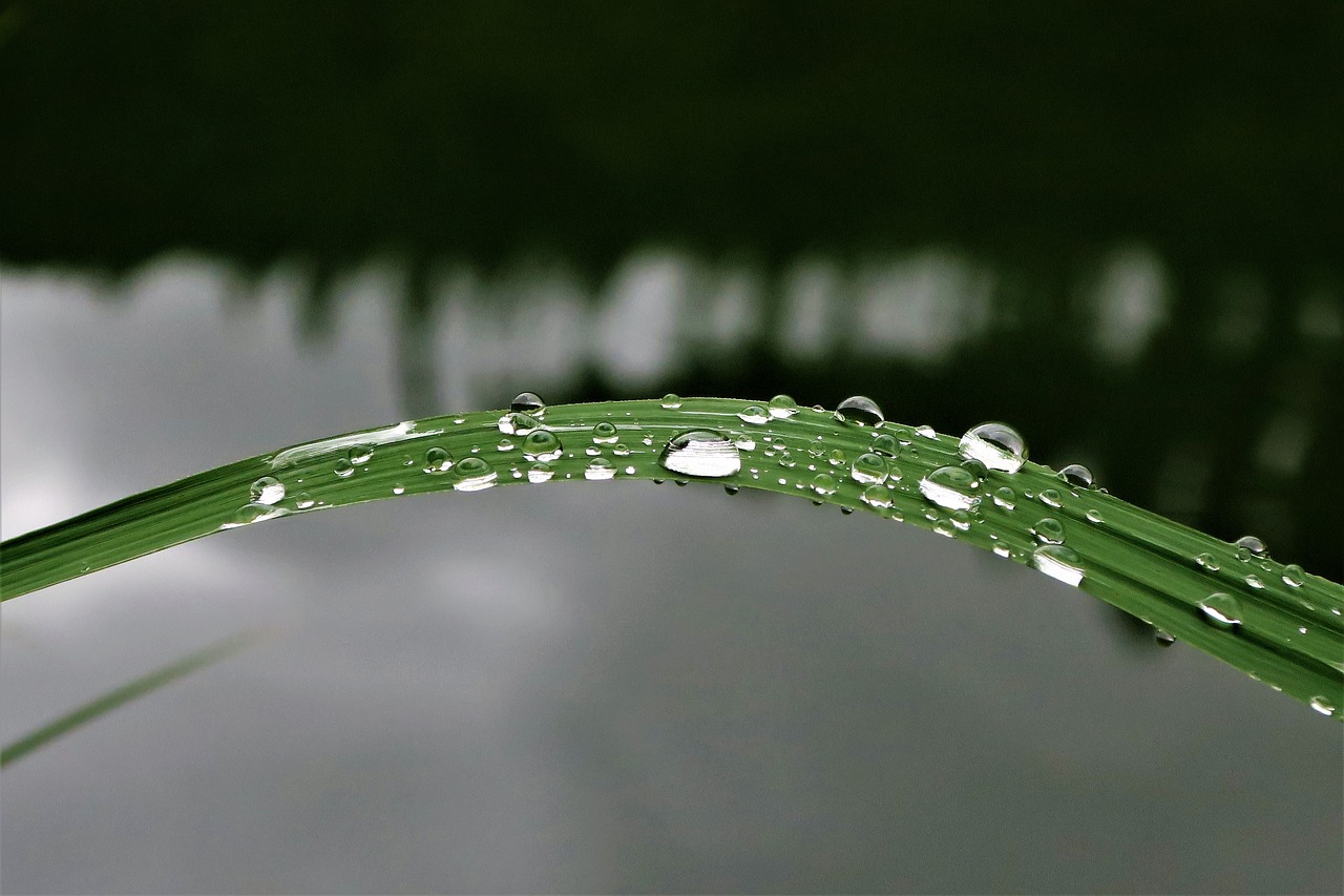 raindrop dew reed free photo