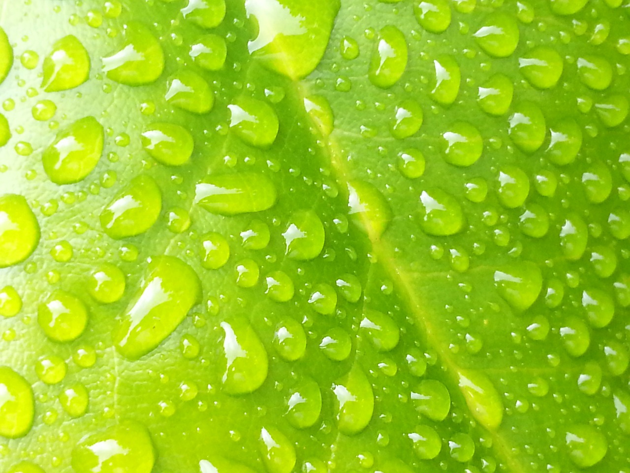 raindrop leaf green free photo