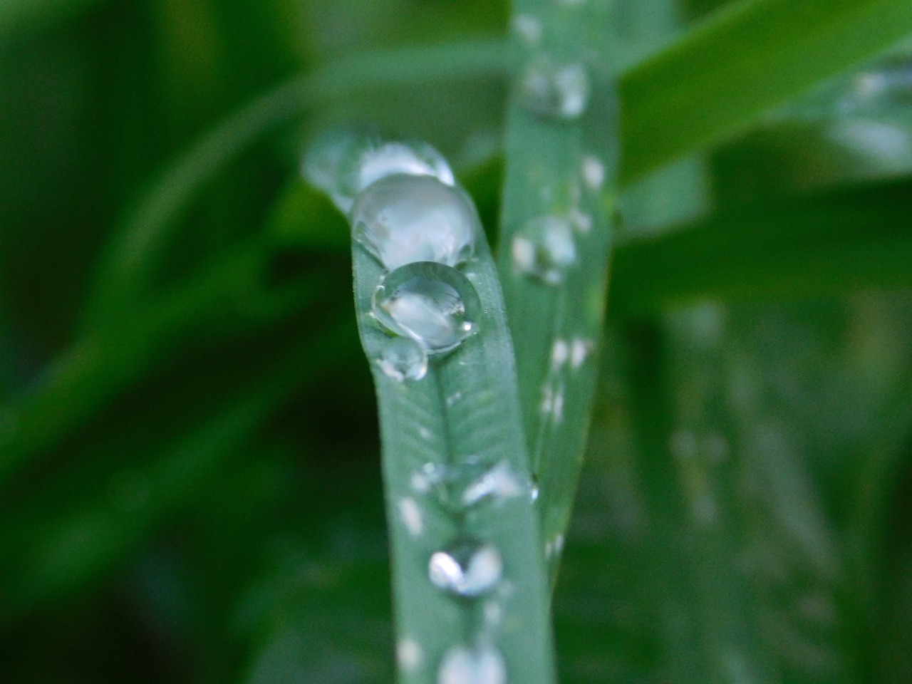 raindrop grass nature free photo