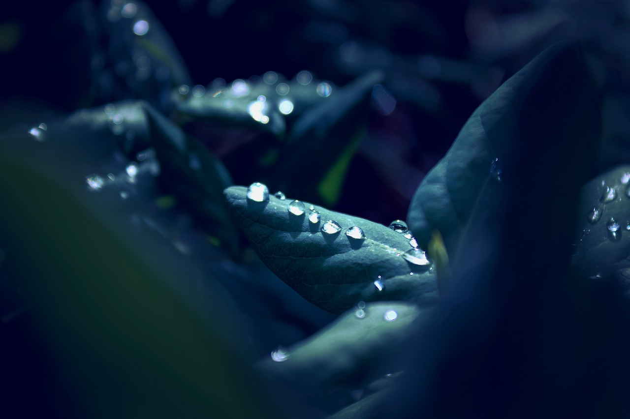 raindrop leaf macro free photo