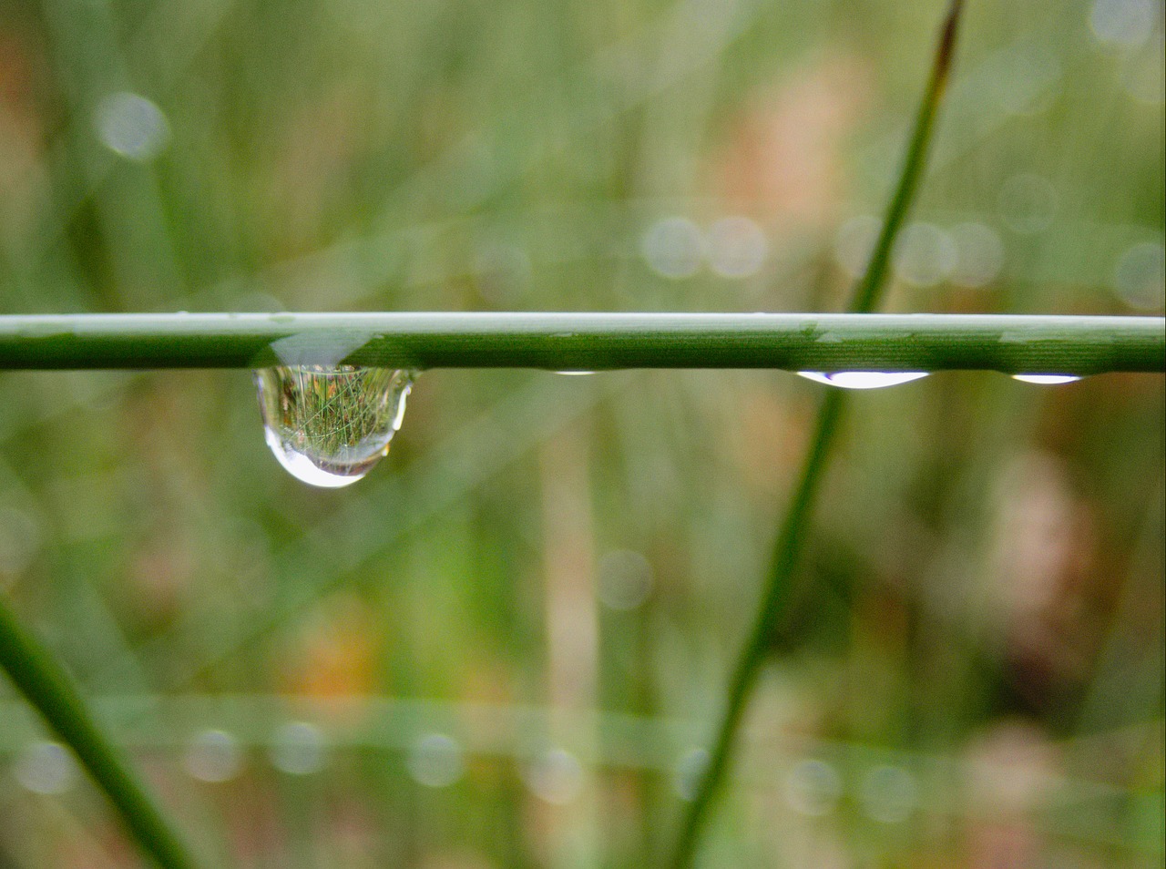 raindrop drop of water drip free photo