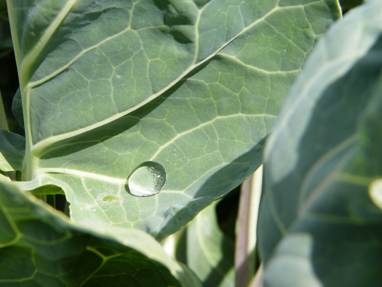 raindrop cabbage leaf drip free photo