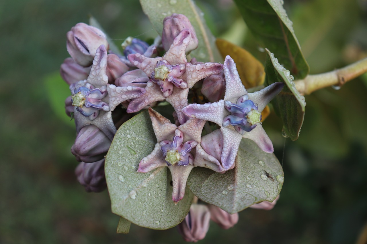 raindrop  star  flower free photo