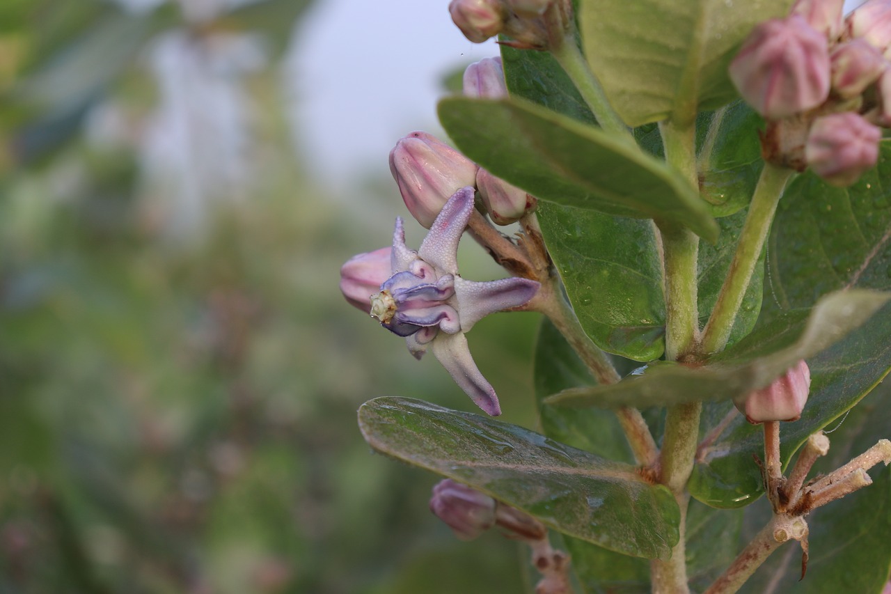 raindrop  flower  nature free photo