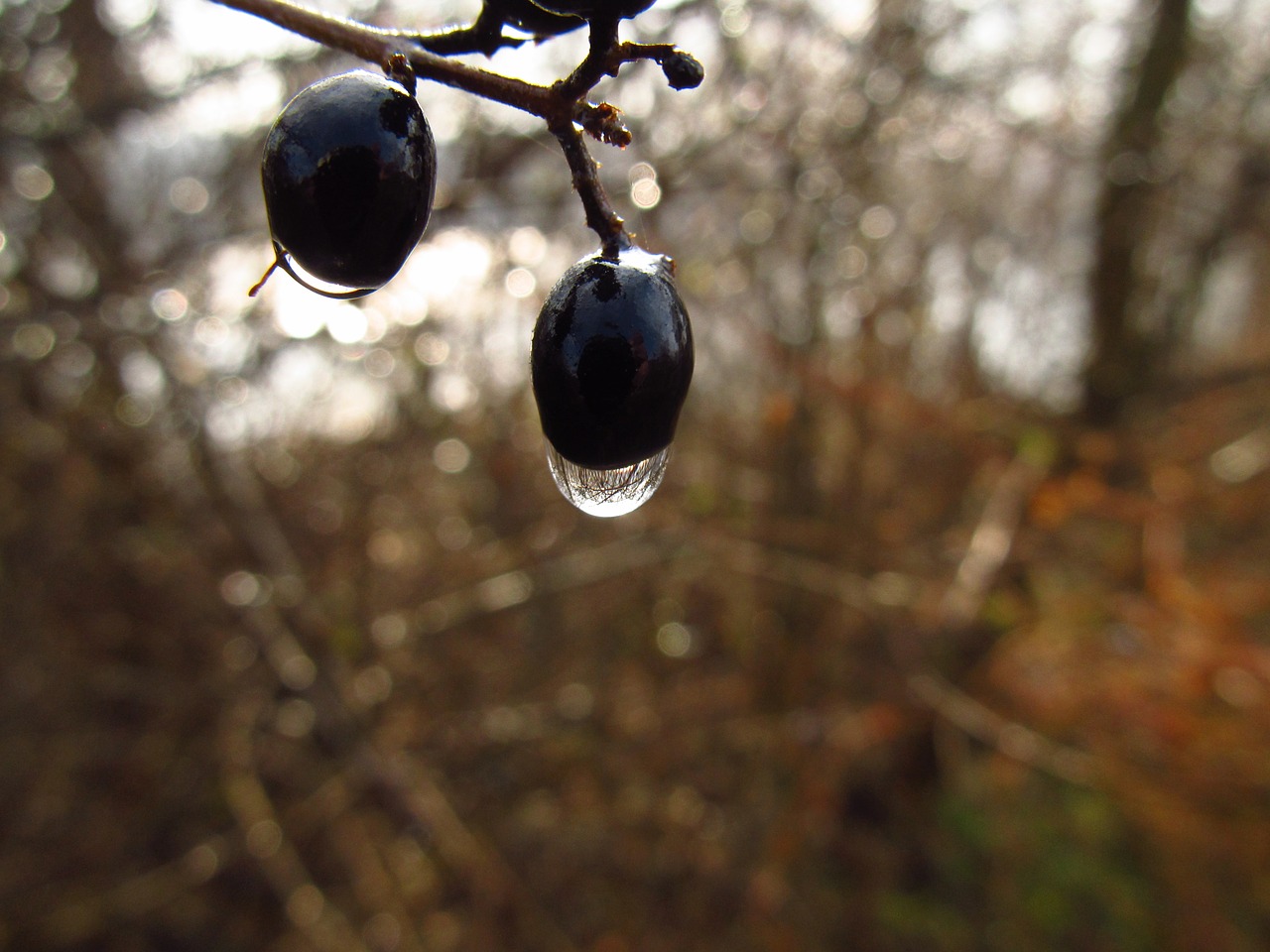 raindrop  fruit  yield free photo