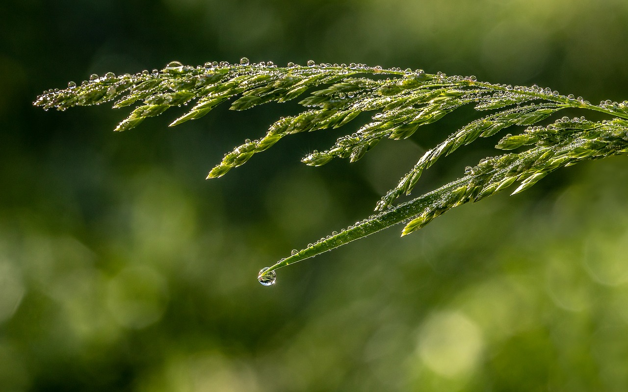 raindrop  dewdrop  grasses free photo
