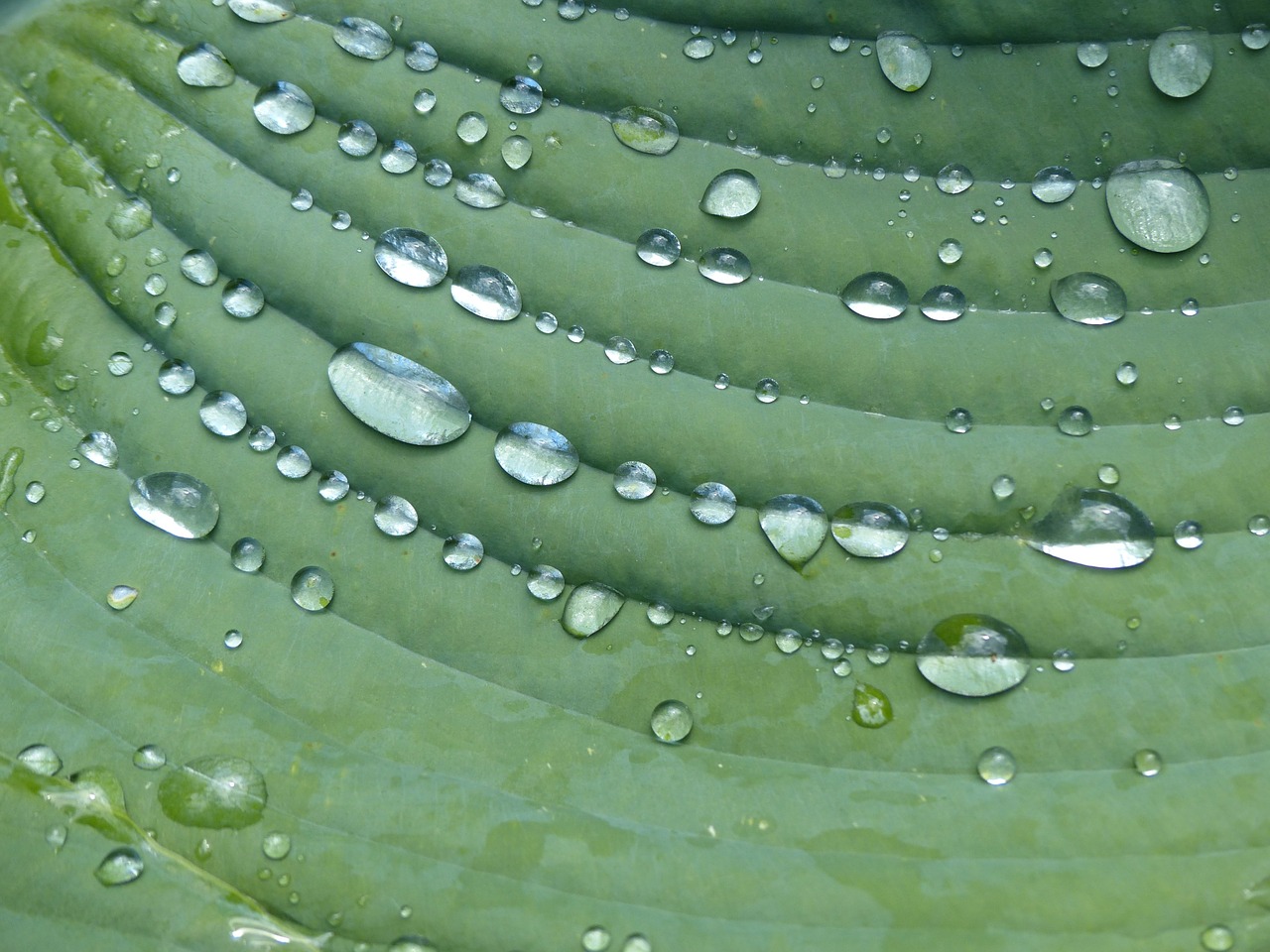 raindrop hosta sheet free photo