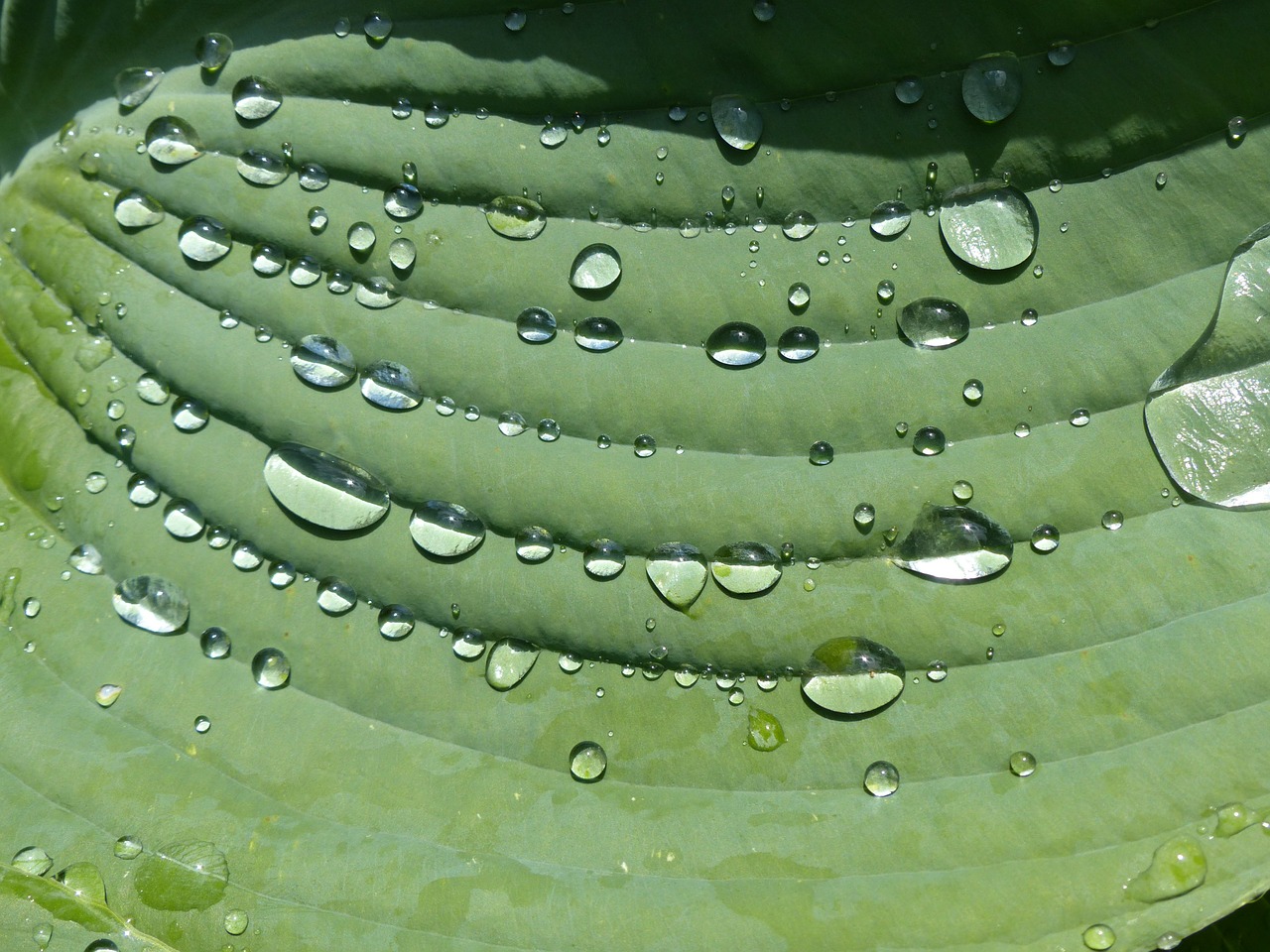 raindrop hosta sheet free photo