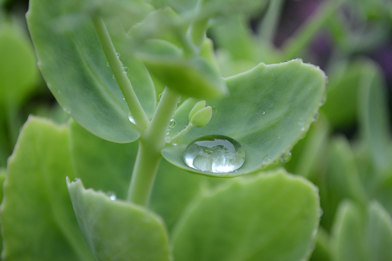 raindrop  macro  water free photo