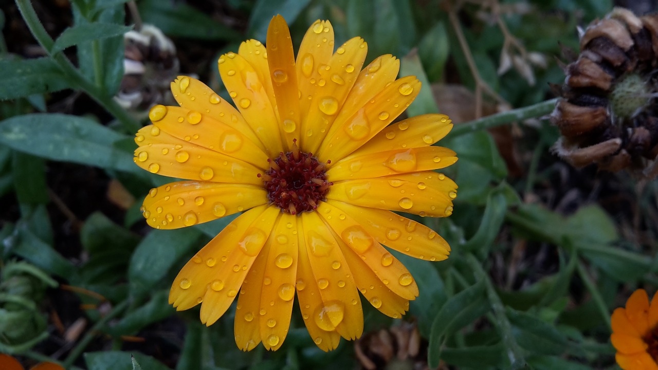 raindrop  marigold  summer free photo
