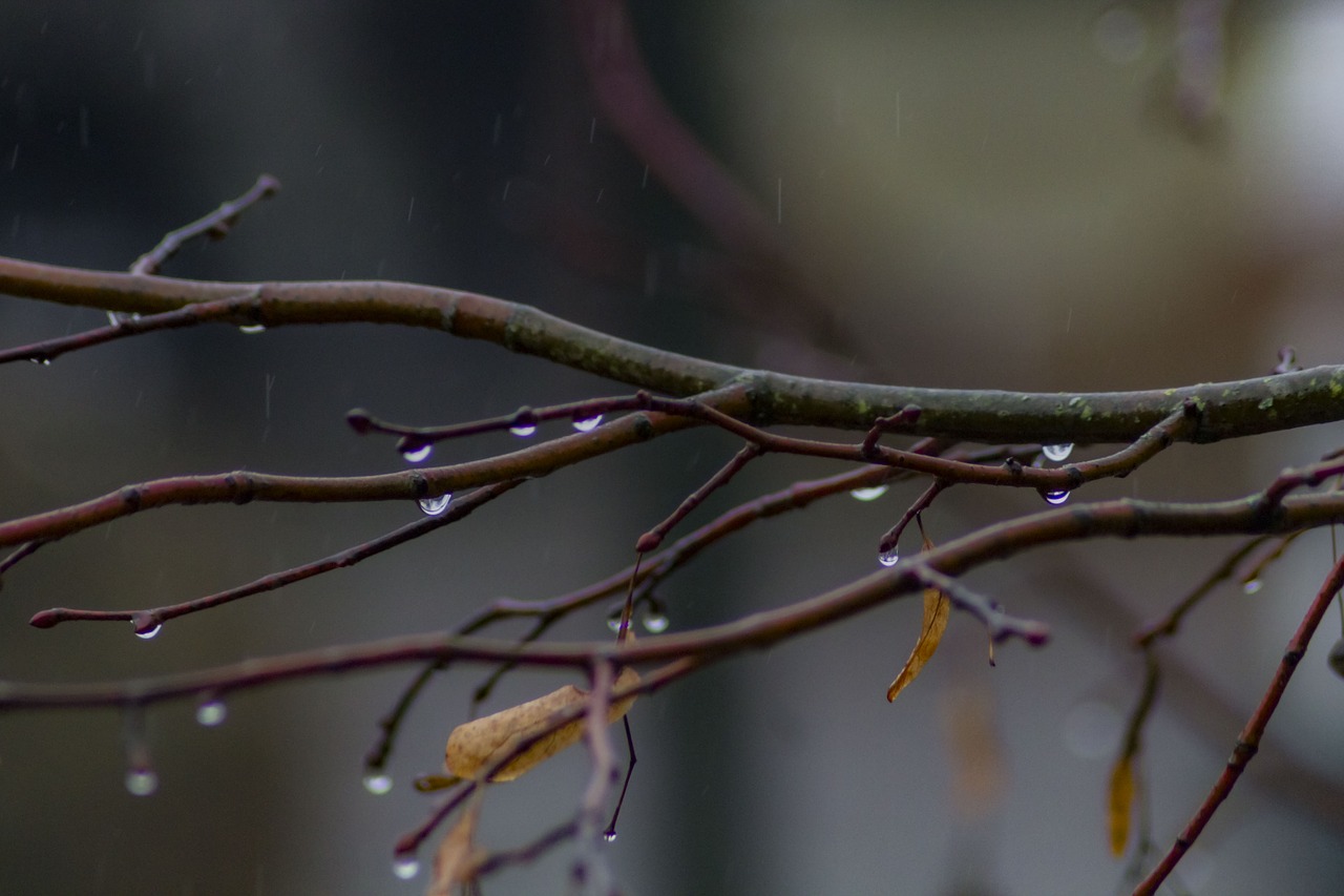 raindrop  branch  nature free photo