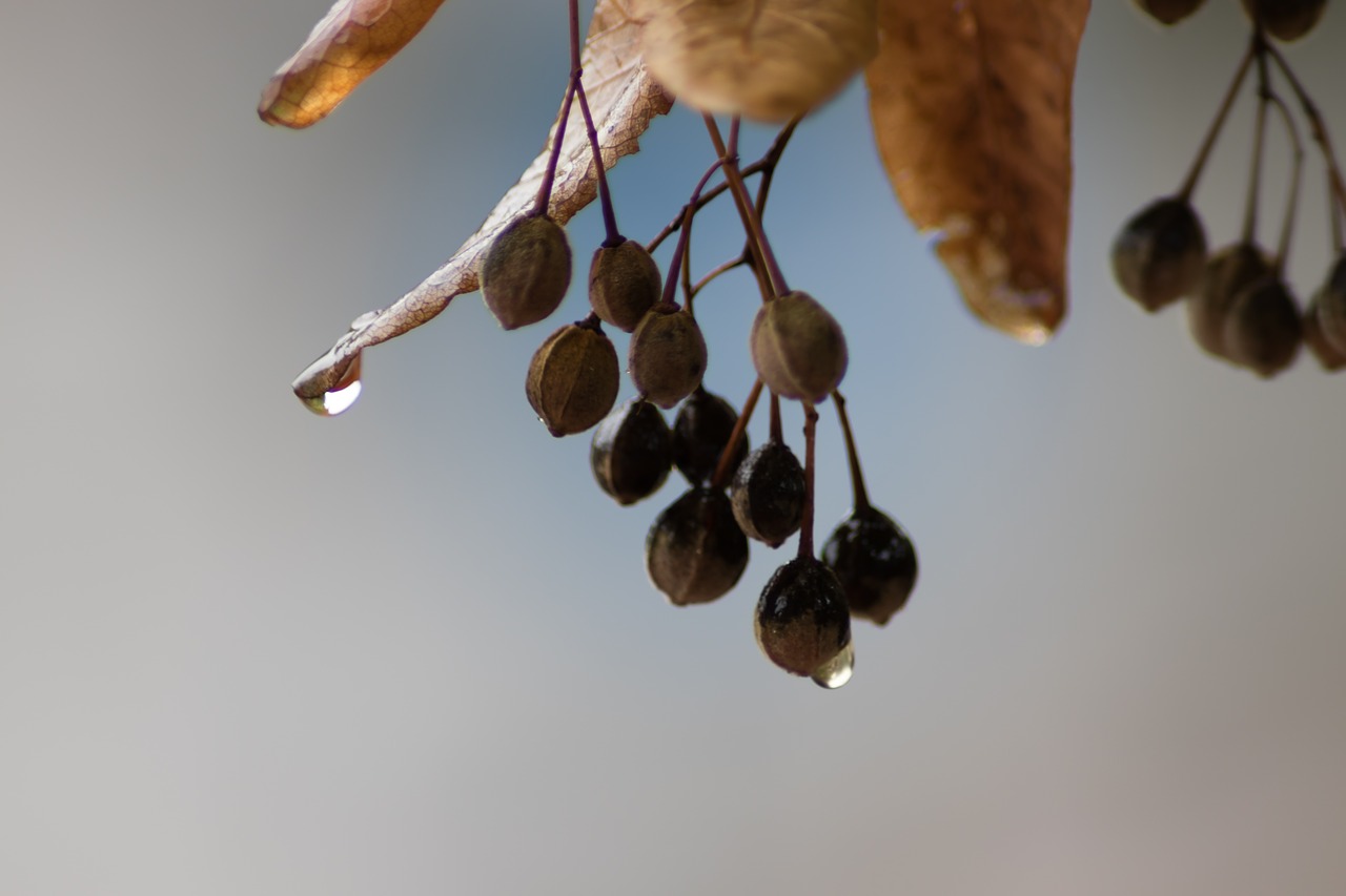 raindrop  leaves  close up free photo