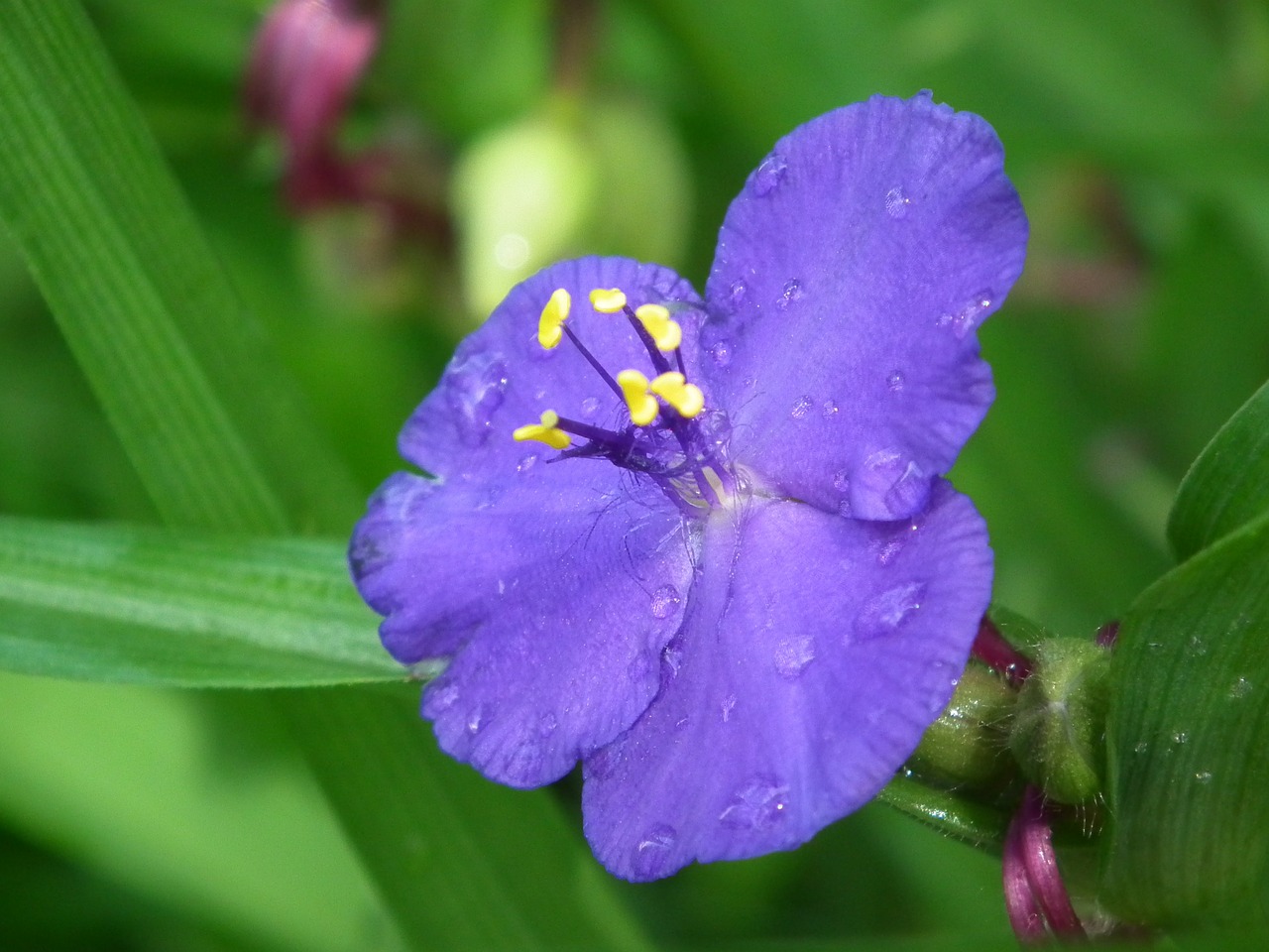 raindrop purple flower plant free photo