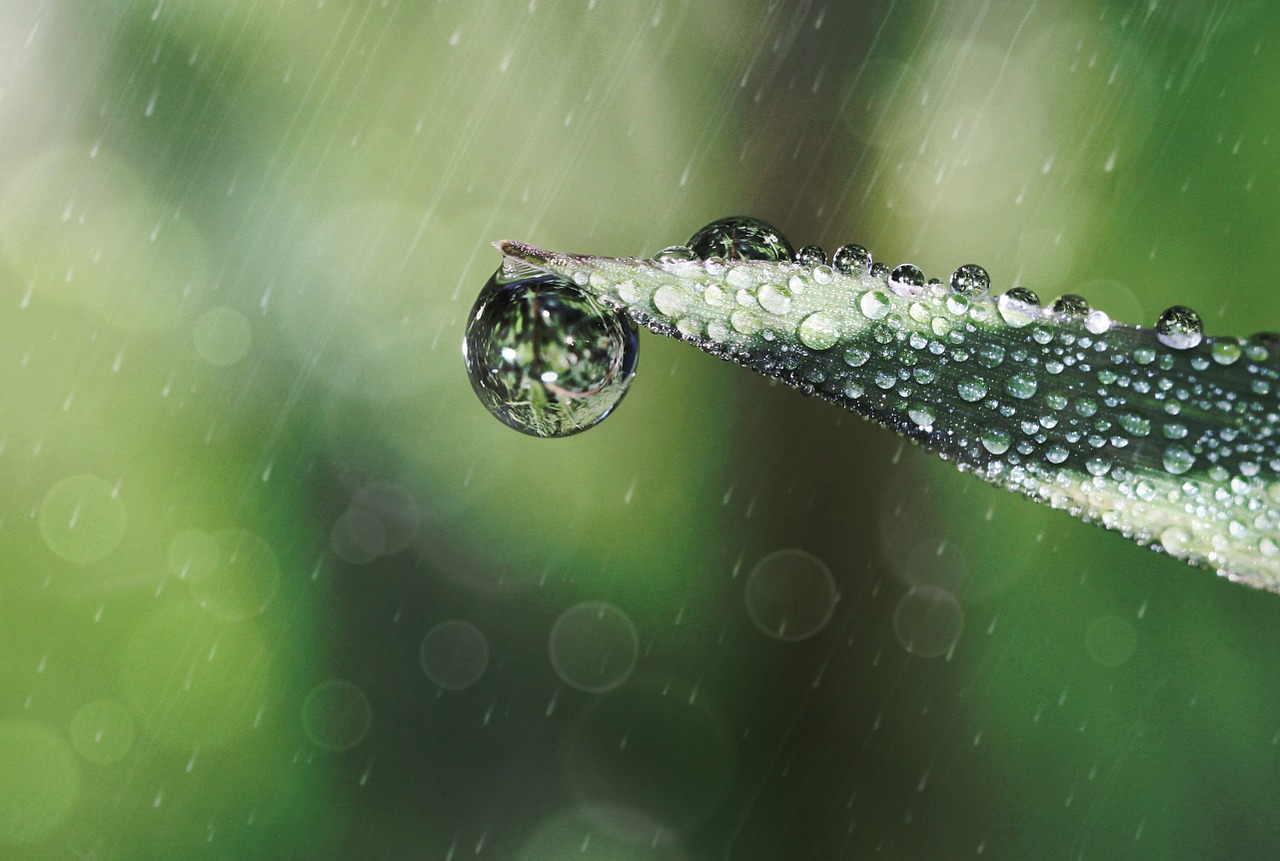 raindrop drop of water blade of grass free photo