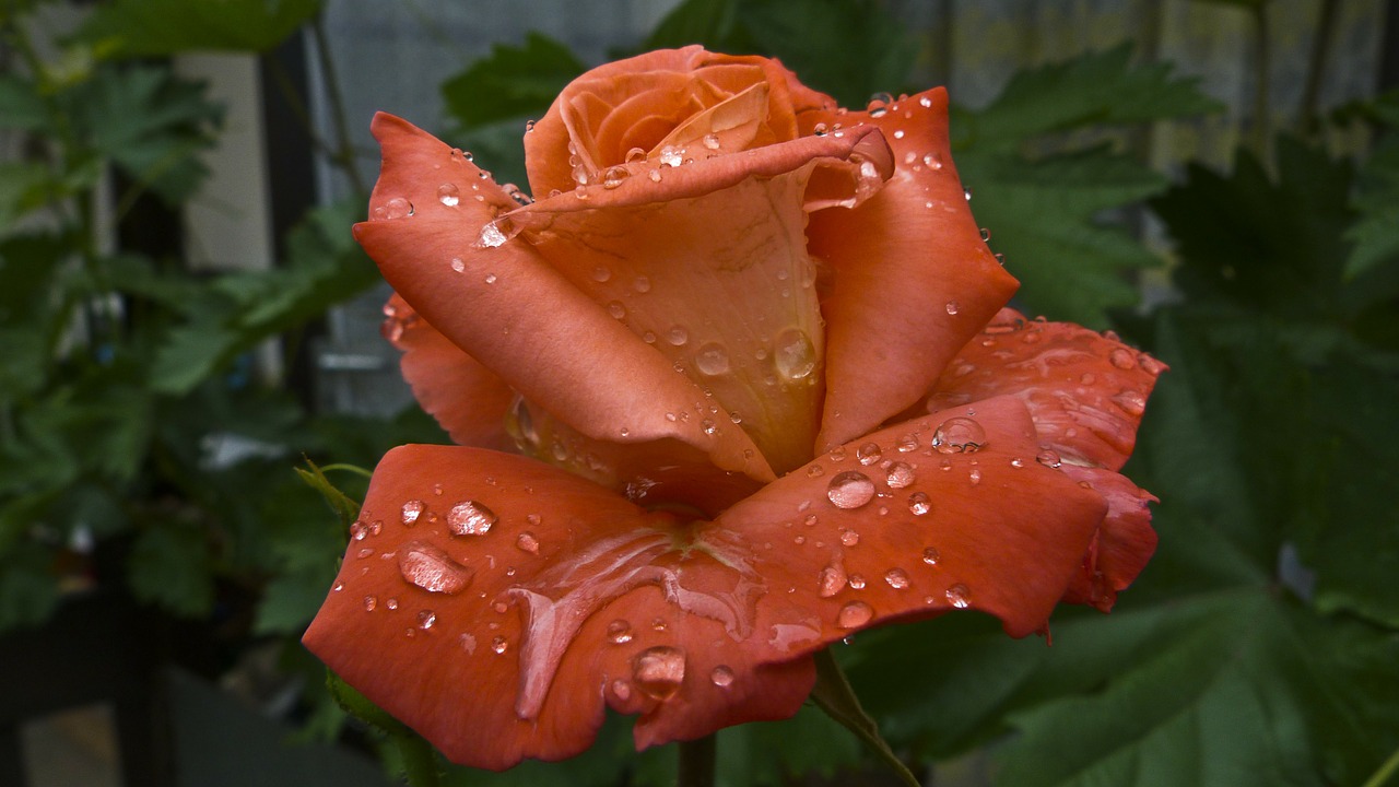 raindrop rose after the rain free photo