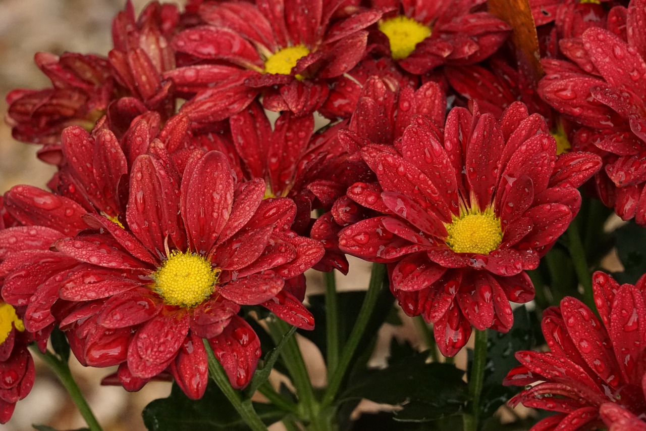 raindrop flowers close free photo