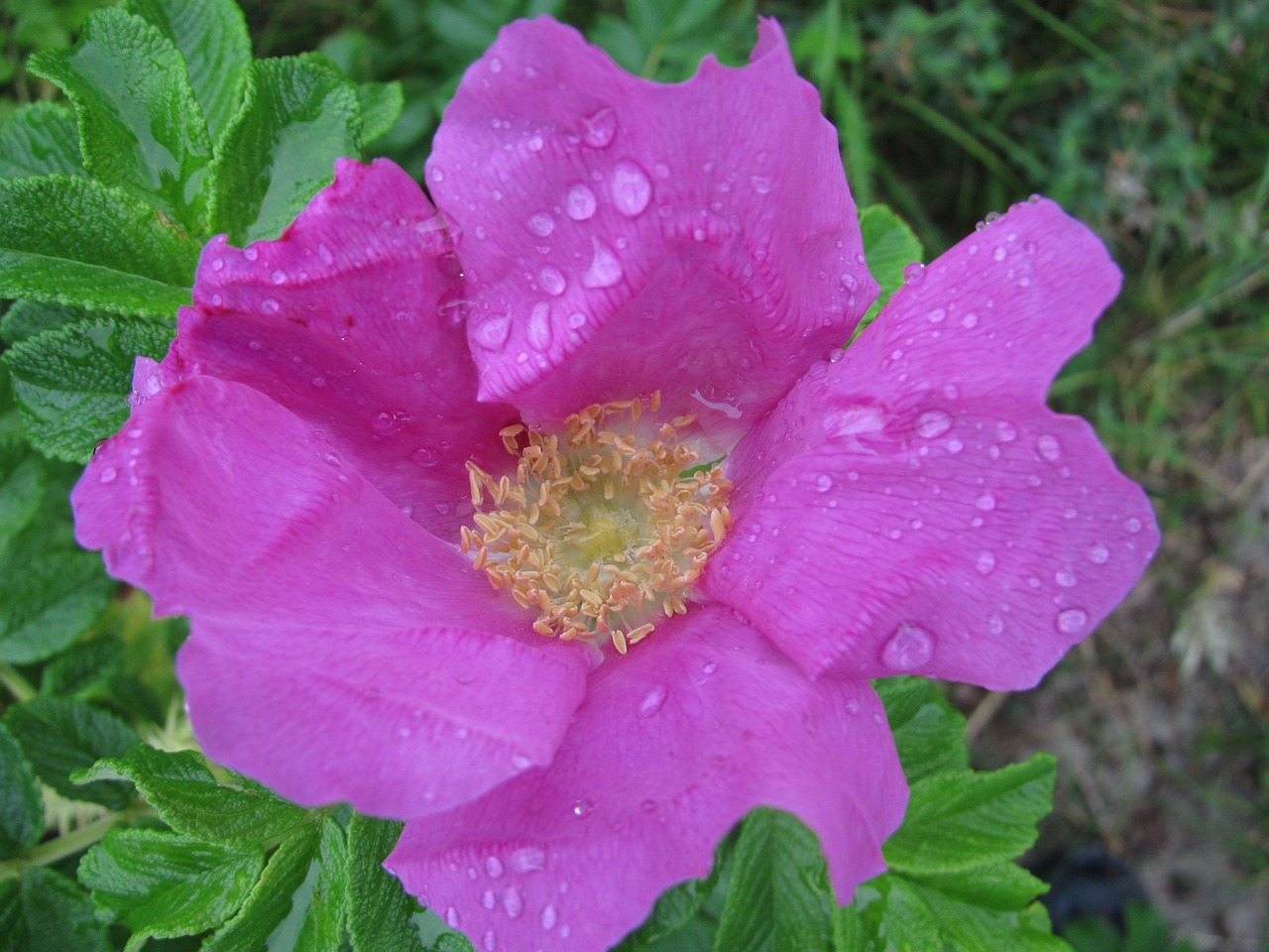 raindrop blossom bloom free photo