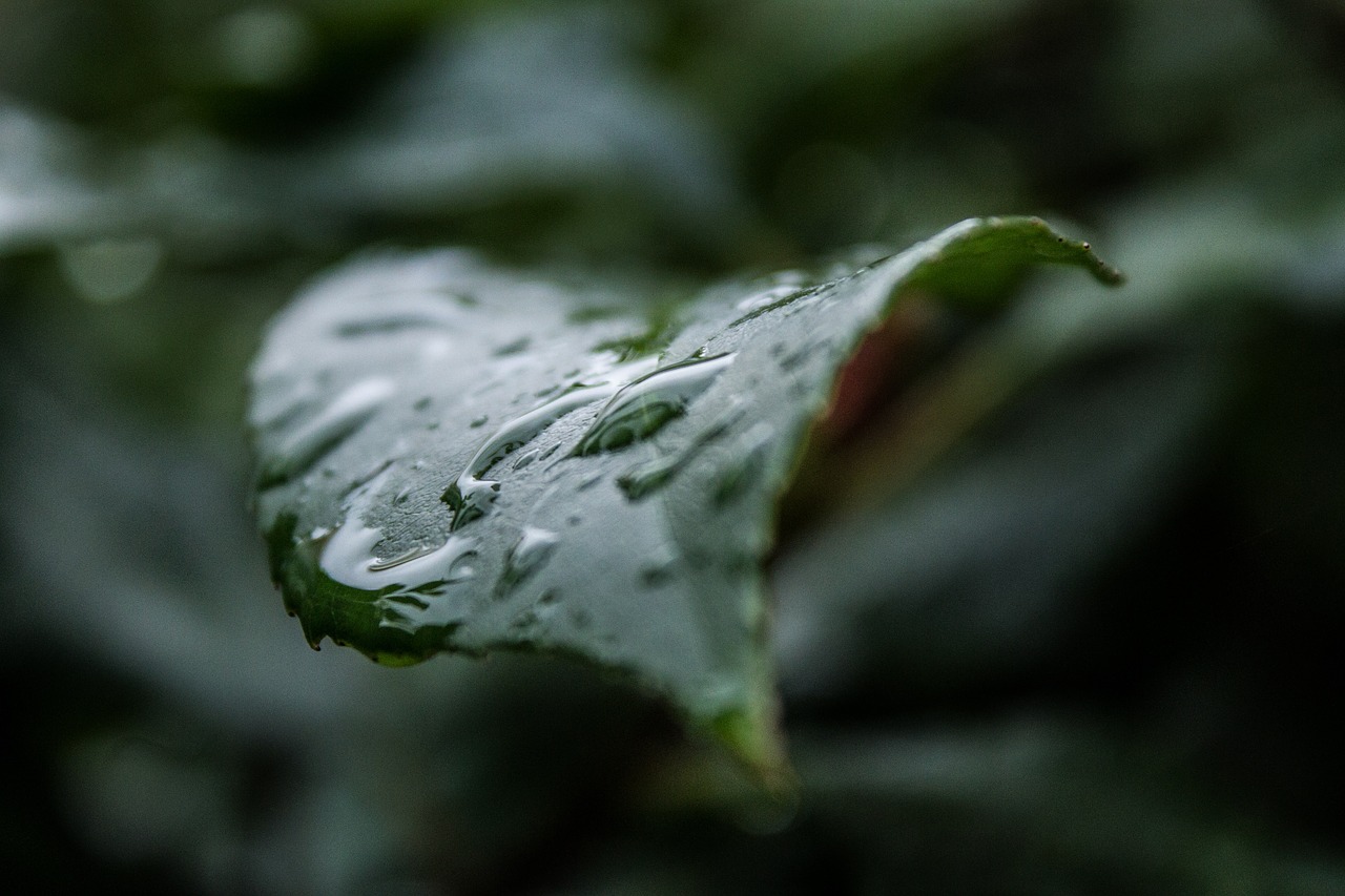 raindrop green leaf free photo