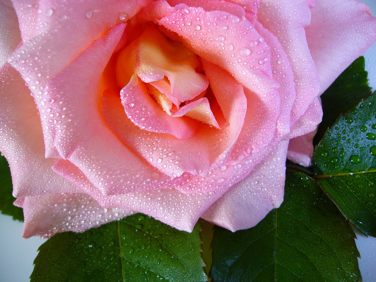 raindrop rose water drops pink free photo