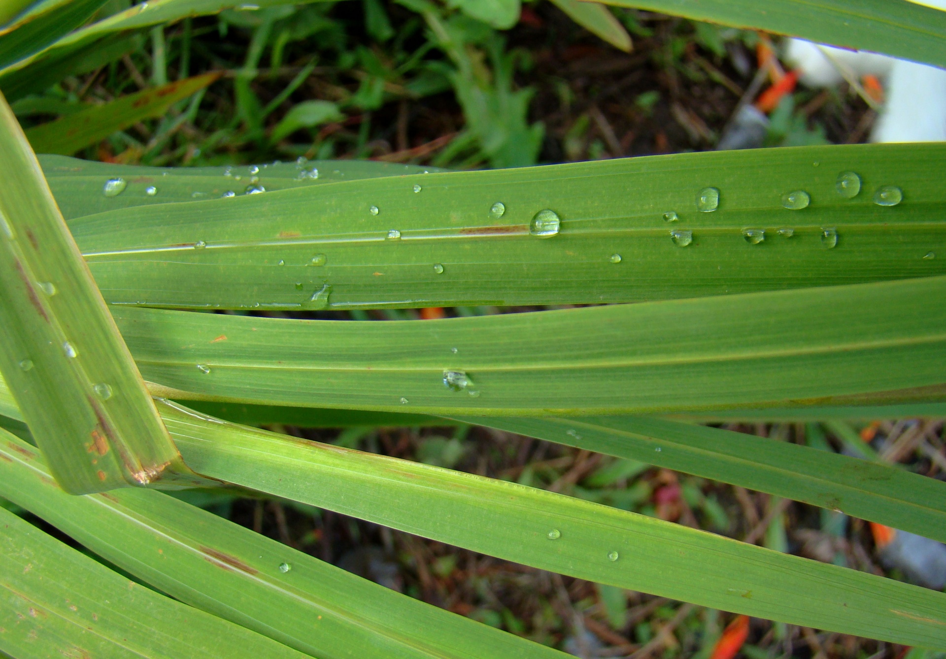 dew dewdrop rain free photo