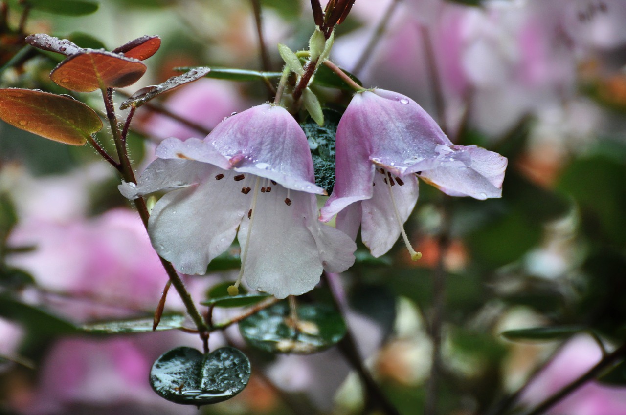 raindrops pink delicate free photo