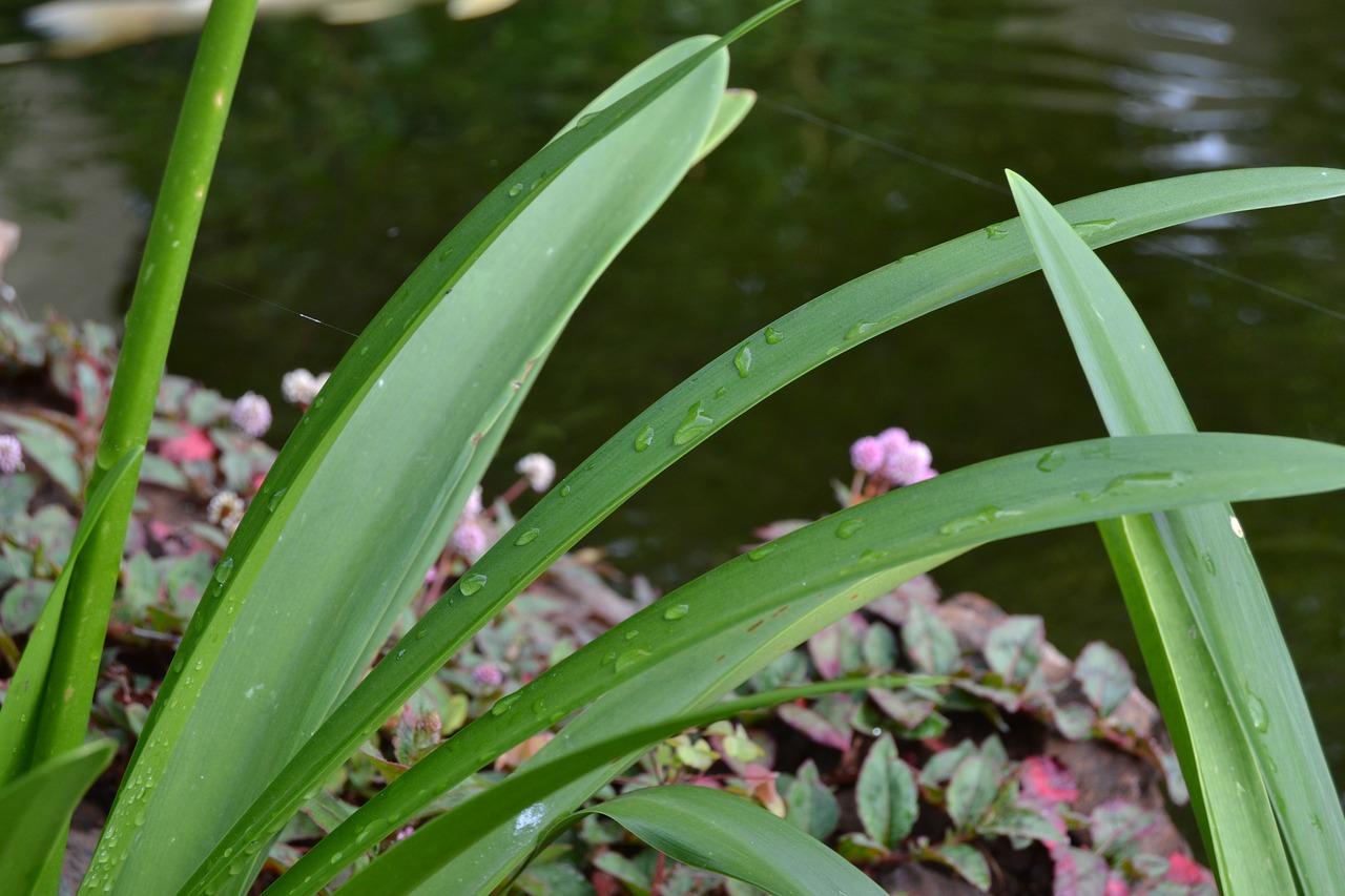 raindrops leaf leaves free photo