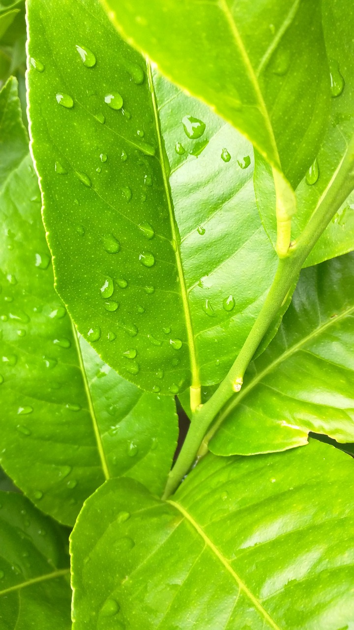 raindrops leaves green free photo