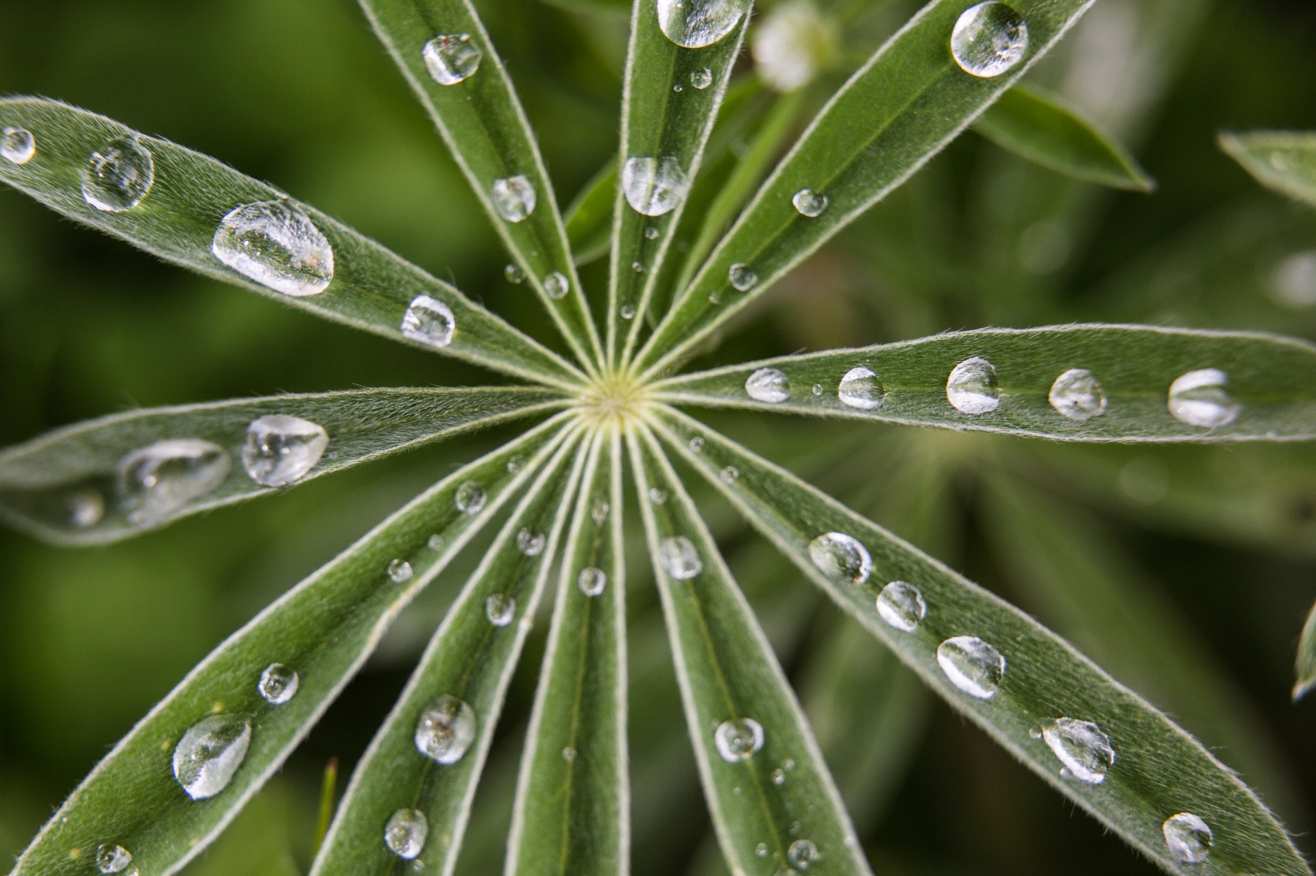 raindrops water wet free photo