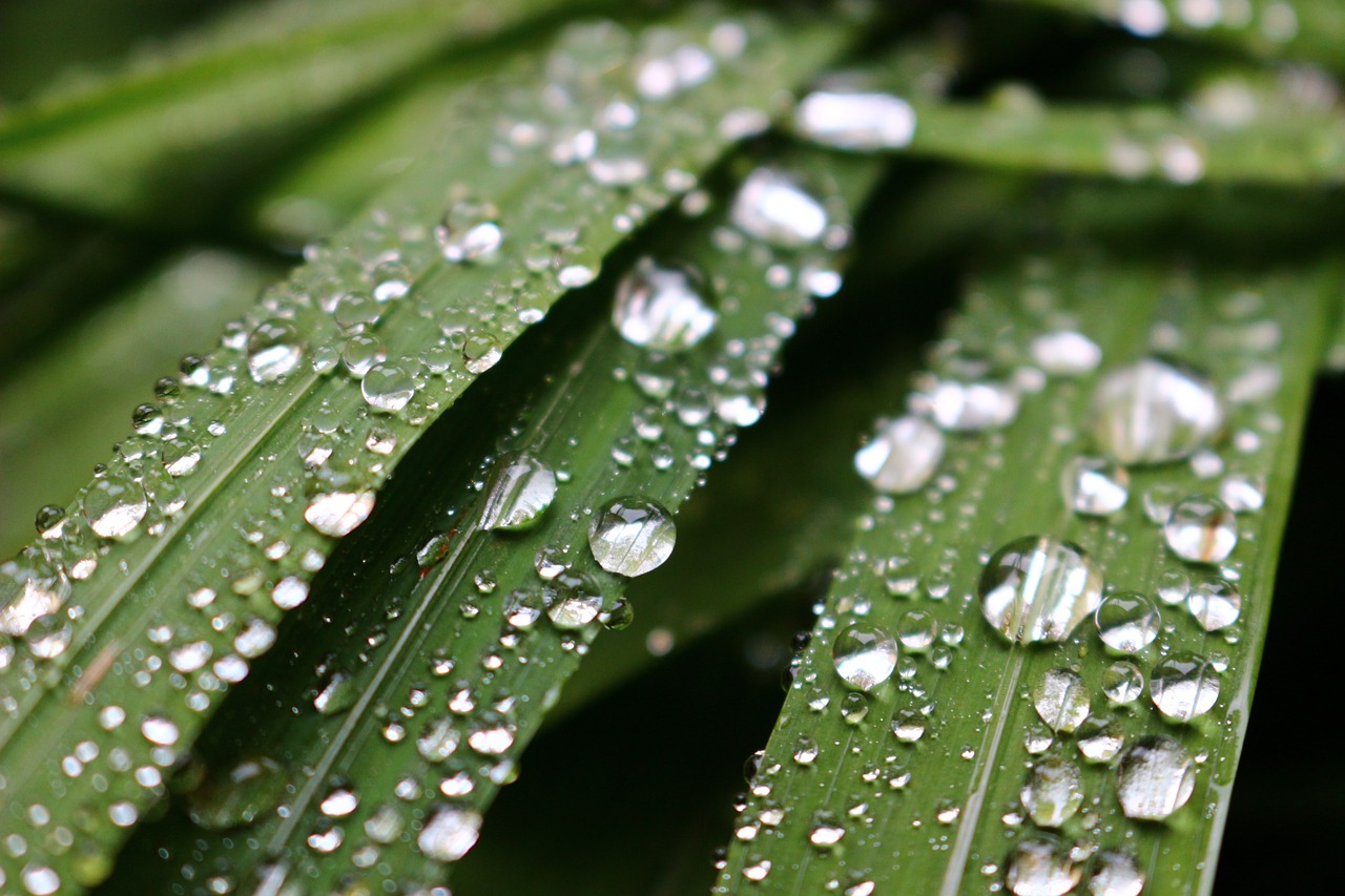 raindrops dew leaves free photo